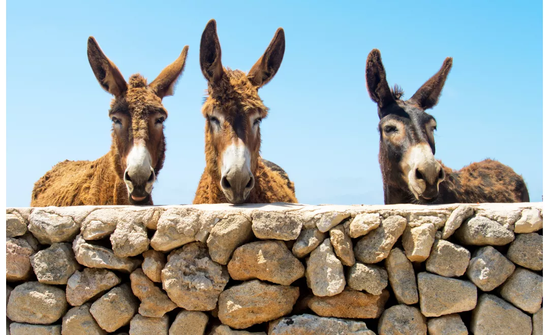 foto per visitsicily - 1 a passo d'asino - just maria