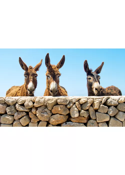 foto per visitsicily - 1 a passo d'asino - just maria