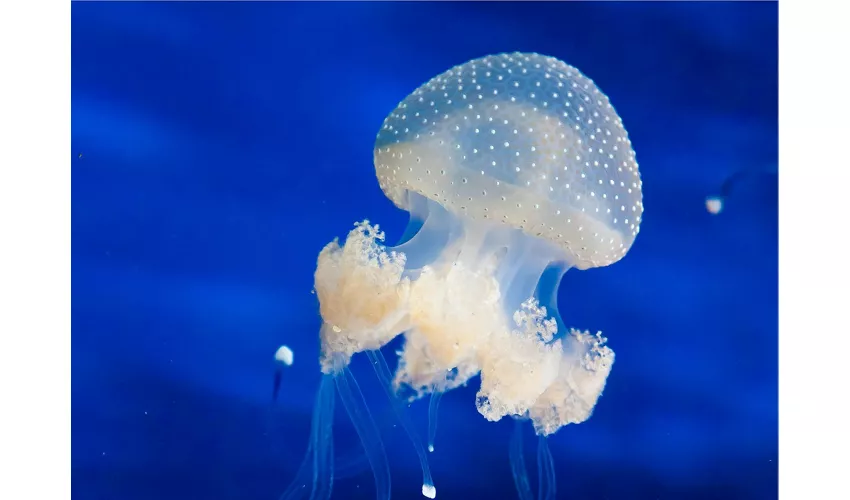 Acuario de Cattolica: Entrada de acceso rápido