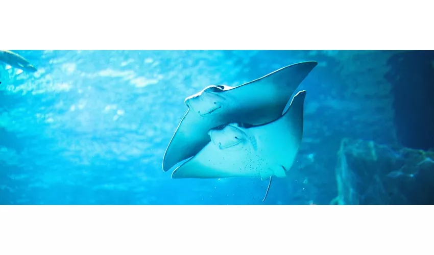 Gardaland SEA LIFE Aquarium: Entrada