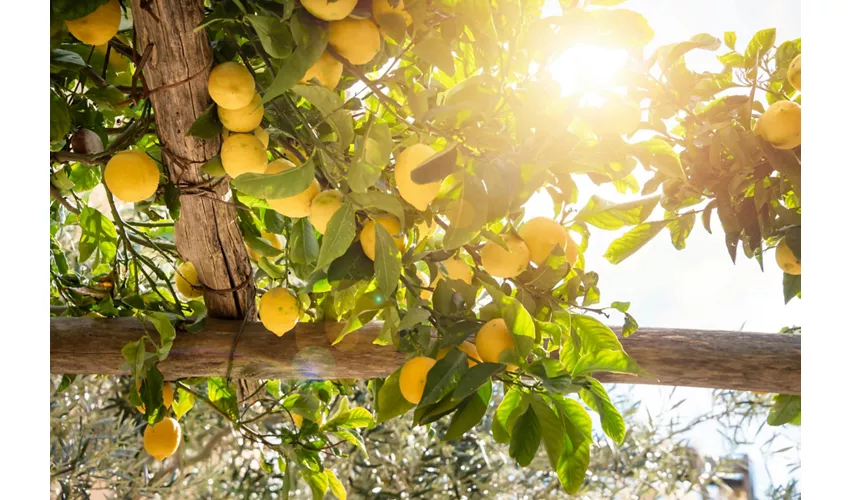 Pompei e Sorrento: Gita guidata di un giorno da Roma + pranzo + degustazione di limoncello