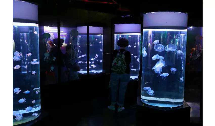 Gardaland SEA LIFE Aquarium: Entrada