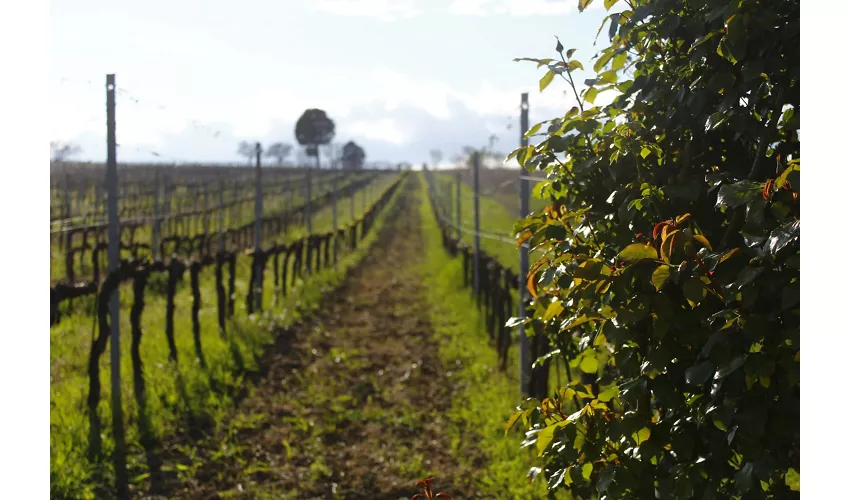 Guided Winery Tour and Private Tasting in Montefalco