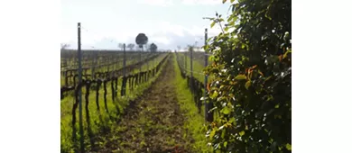 Guided Winery Tour and Private Tasting in Montefalco
