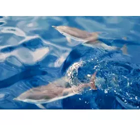 Taormina: Sunset Dolphin Tour + Aperitif