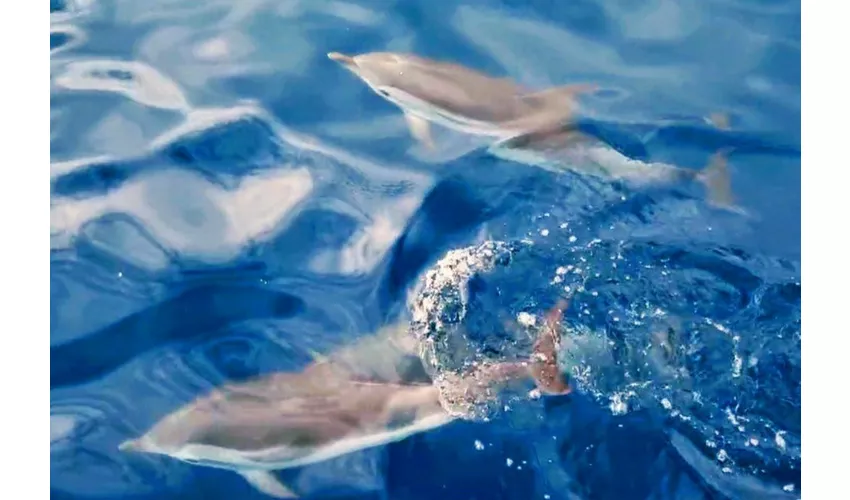 Taormina: Excursión con delfines al atardecer + Aperitivo