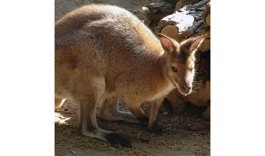 Bioparco di Roma: Biglietto con accesso rapido