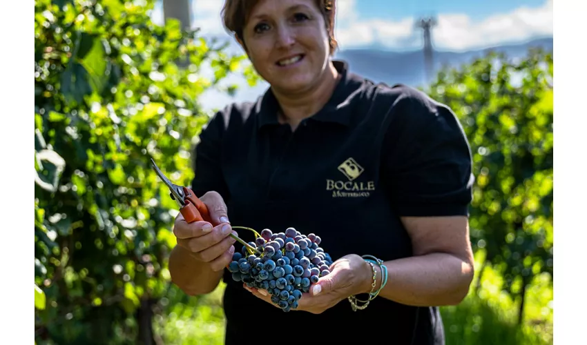 Guided Winery Tour and Private Tasting in Montefalco