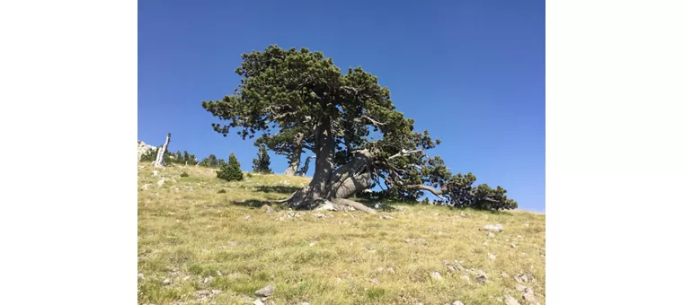 Trekking naturalistico lungo il Sentiero Calabria Italia