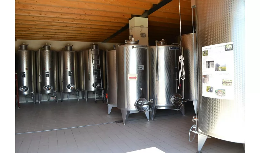 Cantina Fratelli Vogadori: Valpolicella-Weinverkostung