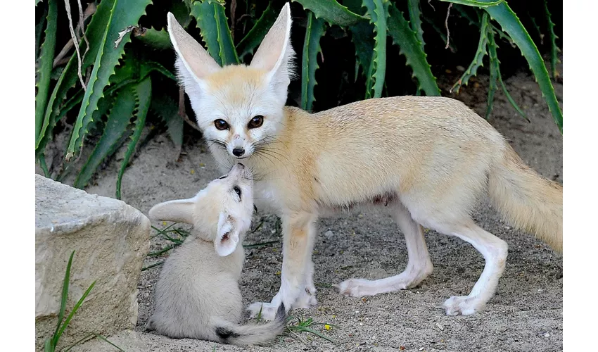 Bioparco di Roma: Biglietto con accesso rapido