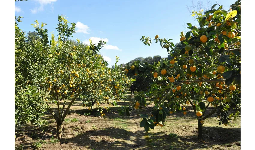 Jardín de la Kolymbehtra + Hipogeo: Visita guiada