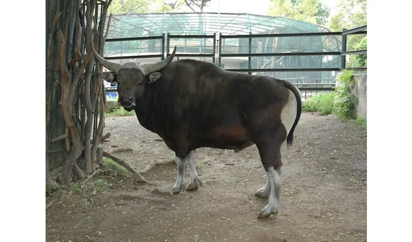 Bioparco di Roma: Biglietto con accesso rapido