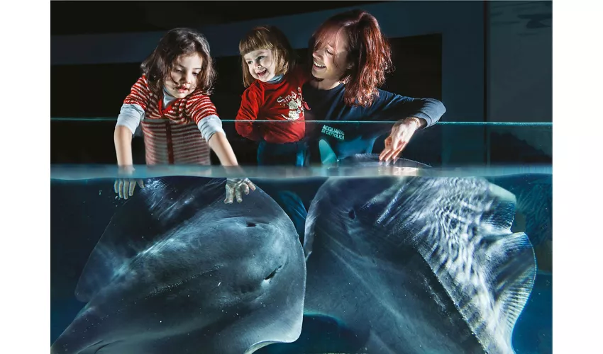 Acquario di Cattolica: Biglietto con accesso rapido