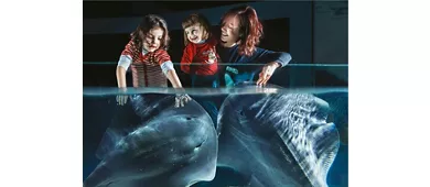 Aquarium Cattolica: Fast-Track-Eintritt