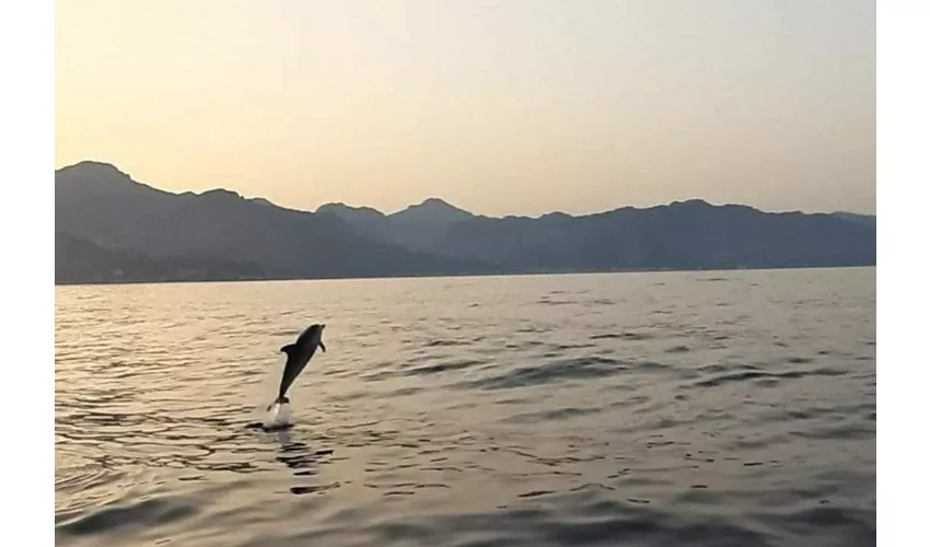 Taormina: Excursión con delfines al atardecer + Aperitivo