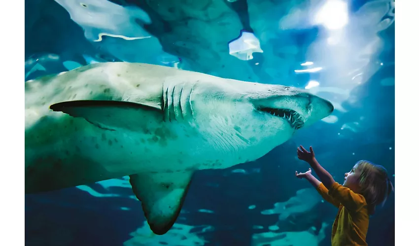 Aquarium Cattolica: Fast-Track-Eintritt