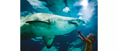 Aquarium Cattolica: Fast-Track-Eintritt