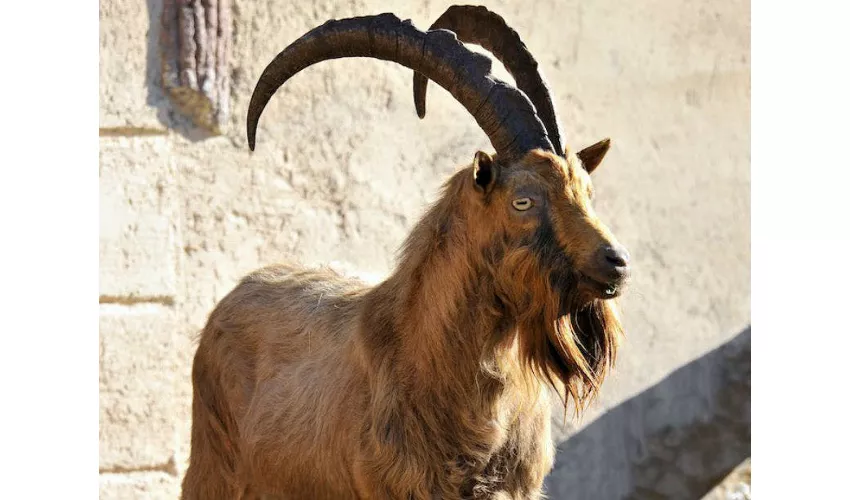 Bioparco di Roma: Biglietto con accesso rapido