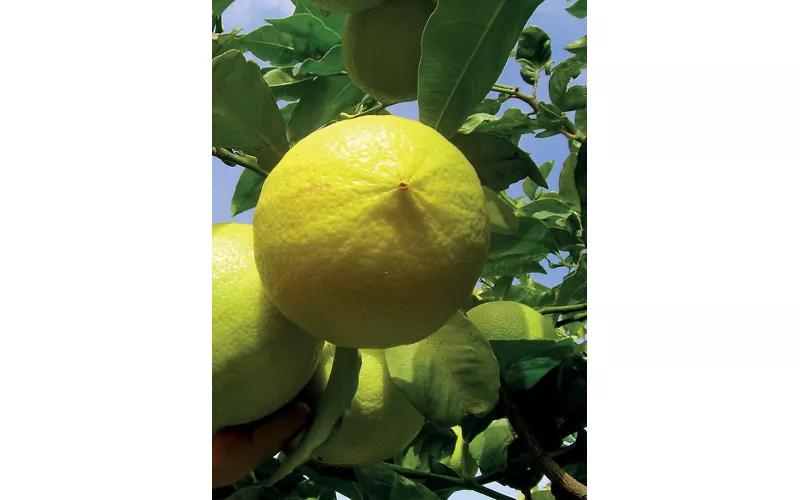 Storia del bergamotto, l'Oro Verde della Calabria