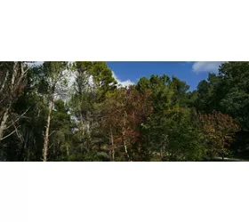 img per  VS - Sulle Orme di San Bernardo - Burgio