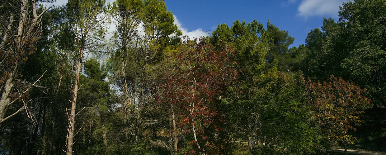img per  VS - Sulle Orme di San Bernardo - Burgio
