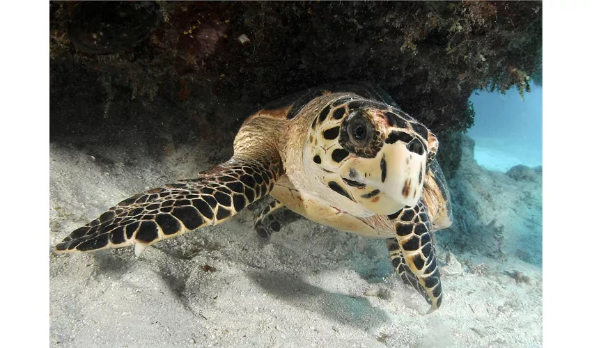 Acquario di Cattolica: Biglietto con accesso rapido