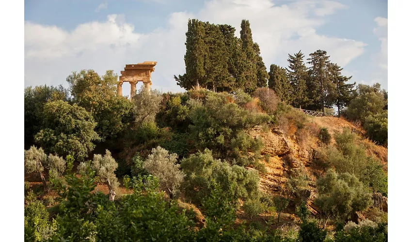 Jardín de Kolymbethra: Entrada + Experiencia de Recolección de Naranjas