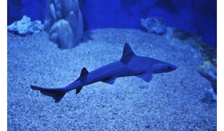 Acuario de Cala Gonone: Entrada