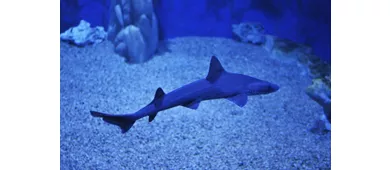 Acuario de Cala Gonone: Entrada