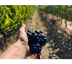 Tenuta La Viola: Guided Tour and Wine Tasting