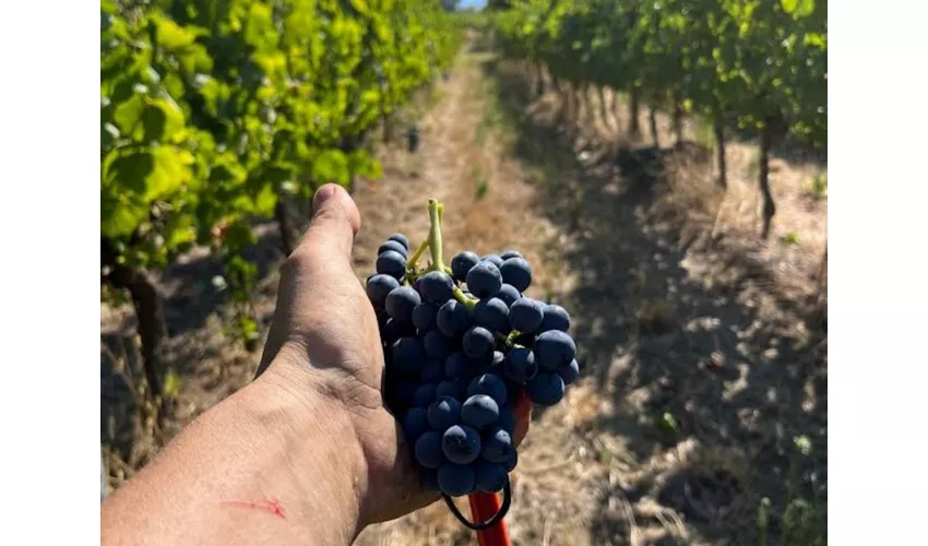 Tenuta La Viola: Guided Tour and Wine Tasting