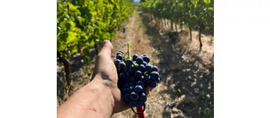 Tenuta La Viola: Guided Tour and Wine Tasting