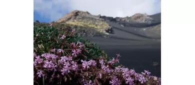 Mount Etna & Lava Flow Cave: Guided Tour