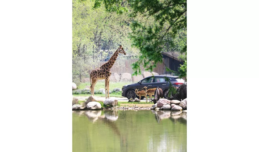 Parque Natura Viva: Entrada con fecha abierta