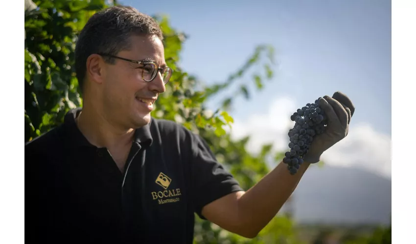 Guided Winery Tour and Private Tasting in Montefalco