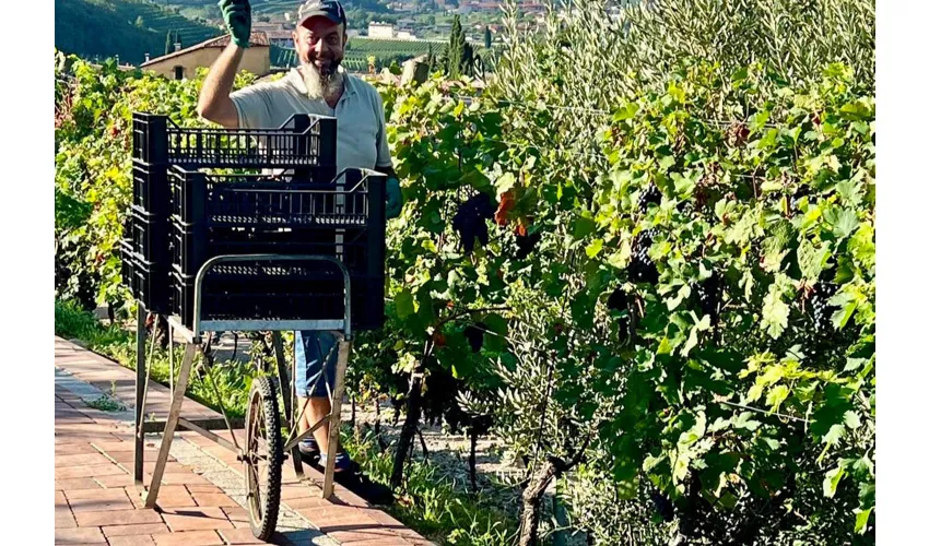 Cantina Fratelli Vogadori: Valpolicella-Weinverkostung