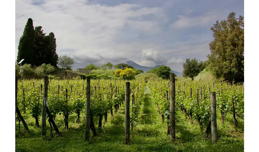 Pompeya: Entrada + Comida y Cata de Vinos en el Vesubio + Viaje de ida y vuelta desde Roma