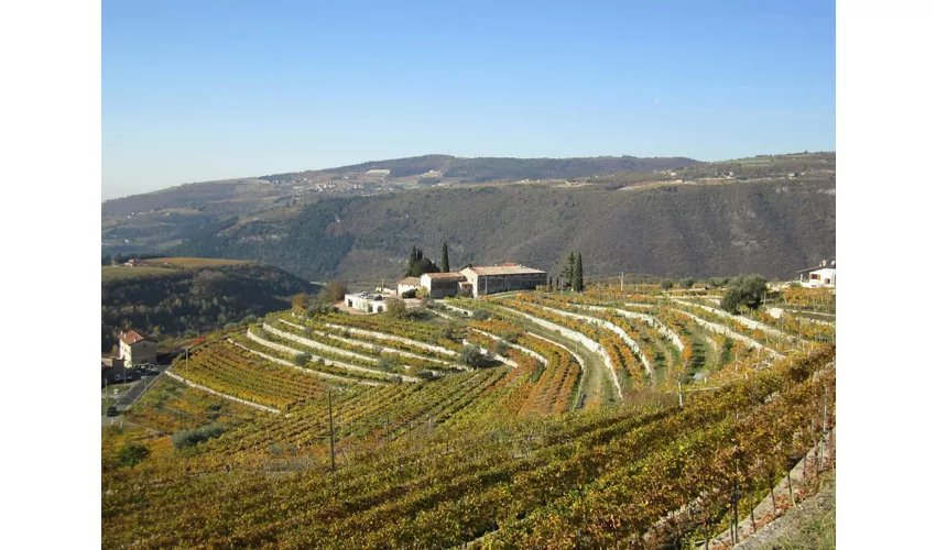 Verona: Valpolicella Winery Tour with a Winemaker