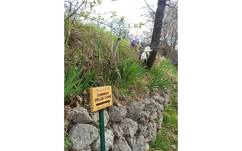 Il cammino delle Cone