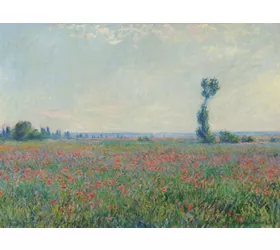 Campo di papaveri