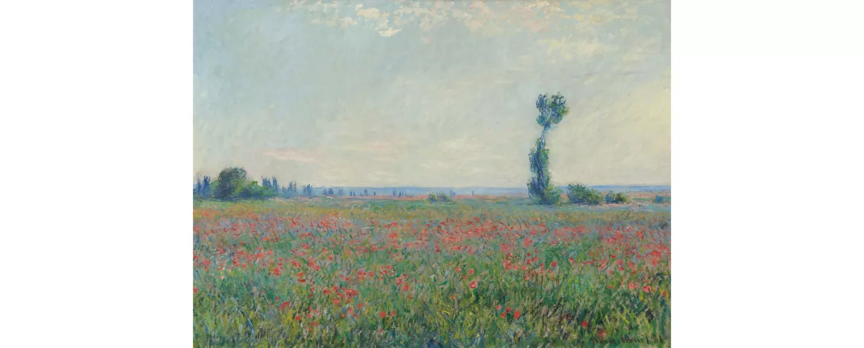 Campo di papaveri