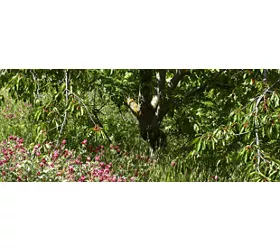 img per  VS - Sulle Orme di San Bernardo -  P.Barone Campofiorito