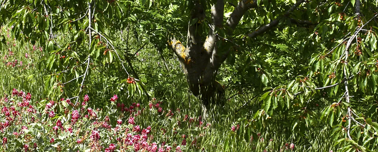 img per  VS - Sulle Orme di San Bernardo -  P.Barone Campofiorito
