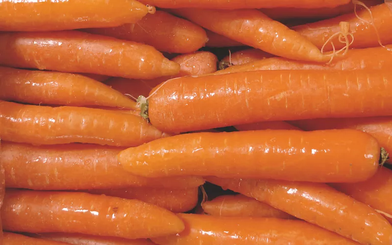 Carota Novella di Ispica IGP: dolcezza e precocità