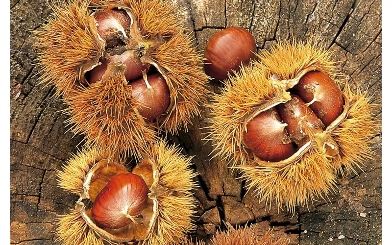 Autunno di castagne e antichi sapori