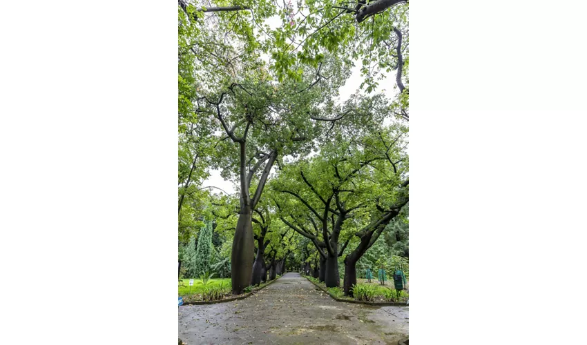 Jardín Botánico de Palermo: Entrada