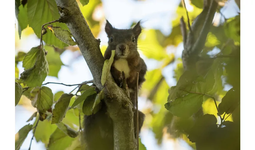 Parco Giardino Sigurtà: Billete de fecha abierta