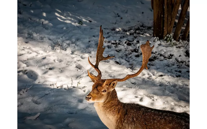 Parque de la Sila: fauna y centros que visitar