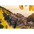 Sunset in the vineyard of Manarola in Cinque Terre, Italy in autumn
